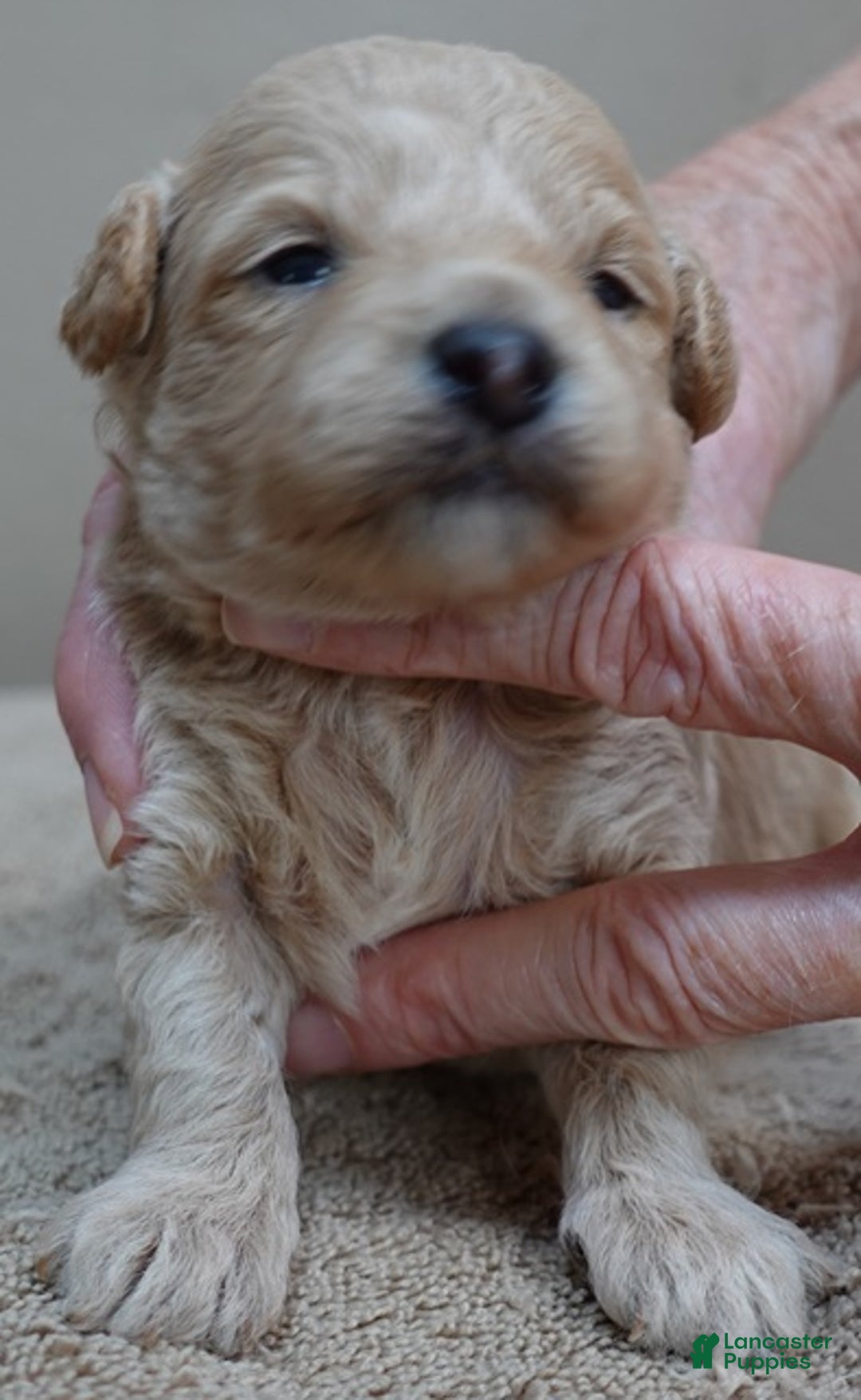 Toy Poodle dogs for sale: Ellie shimmering champagne - Ad 5