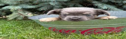 French Bulldog dogs for sale: Diesel Fluffy - Ad 3