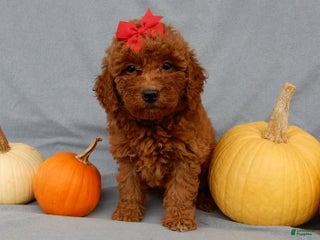 Mini Goldendoodle dogs Tillie - Ad 14