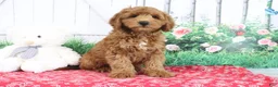 Mini Goldendoodle dogs for sale: Austin - Ad 4