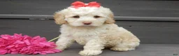 Cockapoo dogs for sale: Trixie - Ad 5
