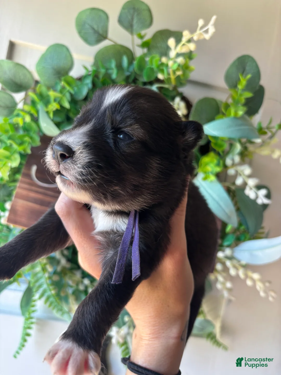 Siberian Husky dogs for sale: Purple collar female - Ad 2