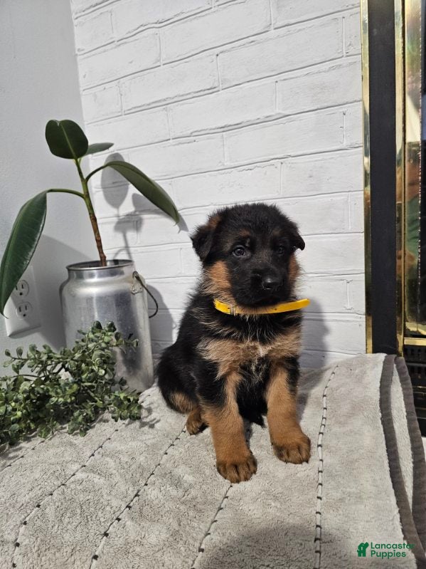 German Shepherd dogs Roscoe - Ad 1