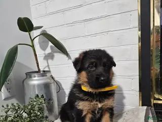 German Shepherd dogs for sale: Roscoe - Ad 2