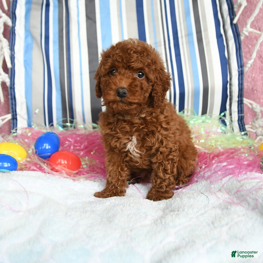 Miniature Poodle dogs Cocoa - Ad 1