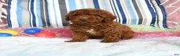 Miniature Poodle dogs for sale: Cocoa - Ad 1