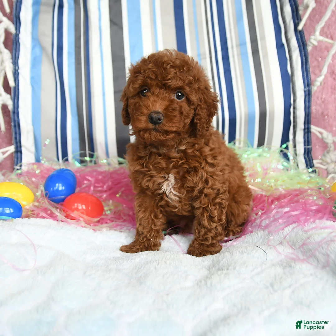 Miniature Poodle dogs for sale: Cocoa - Ad 1