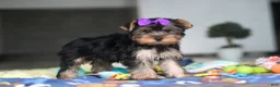Yorkshire Terrier dogs for sale: Lucy - Ad 1