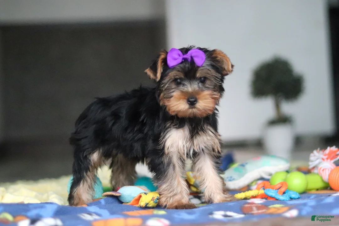 Yorkshire Terrier dogs for sale: Lucy - Ad 1
