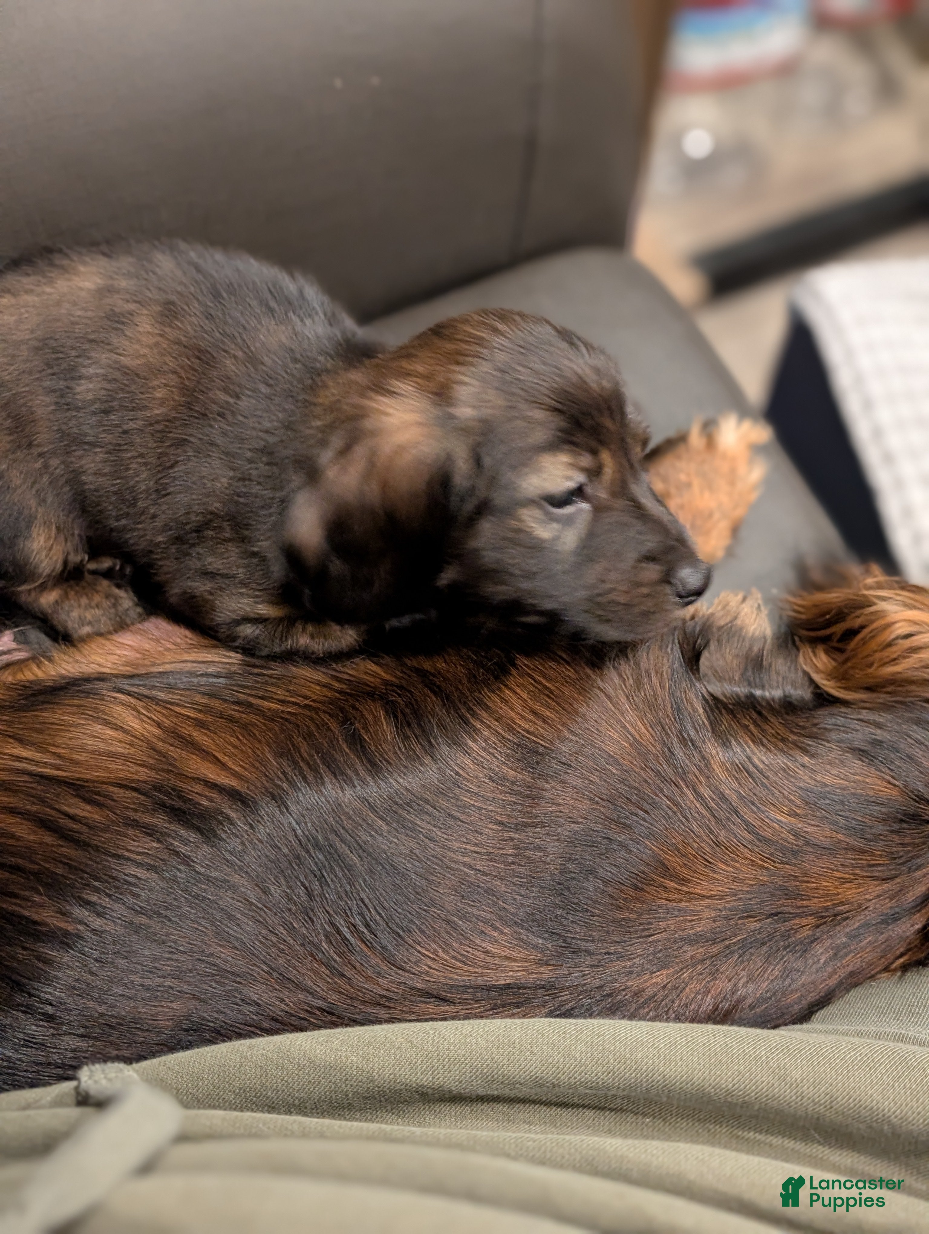 Miniature Dachshund dogs Po - Ad 2