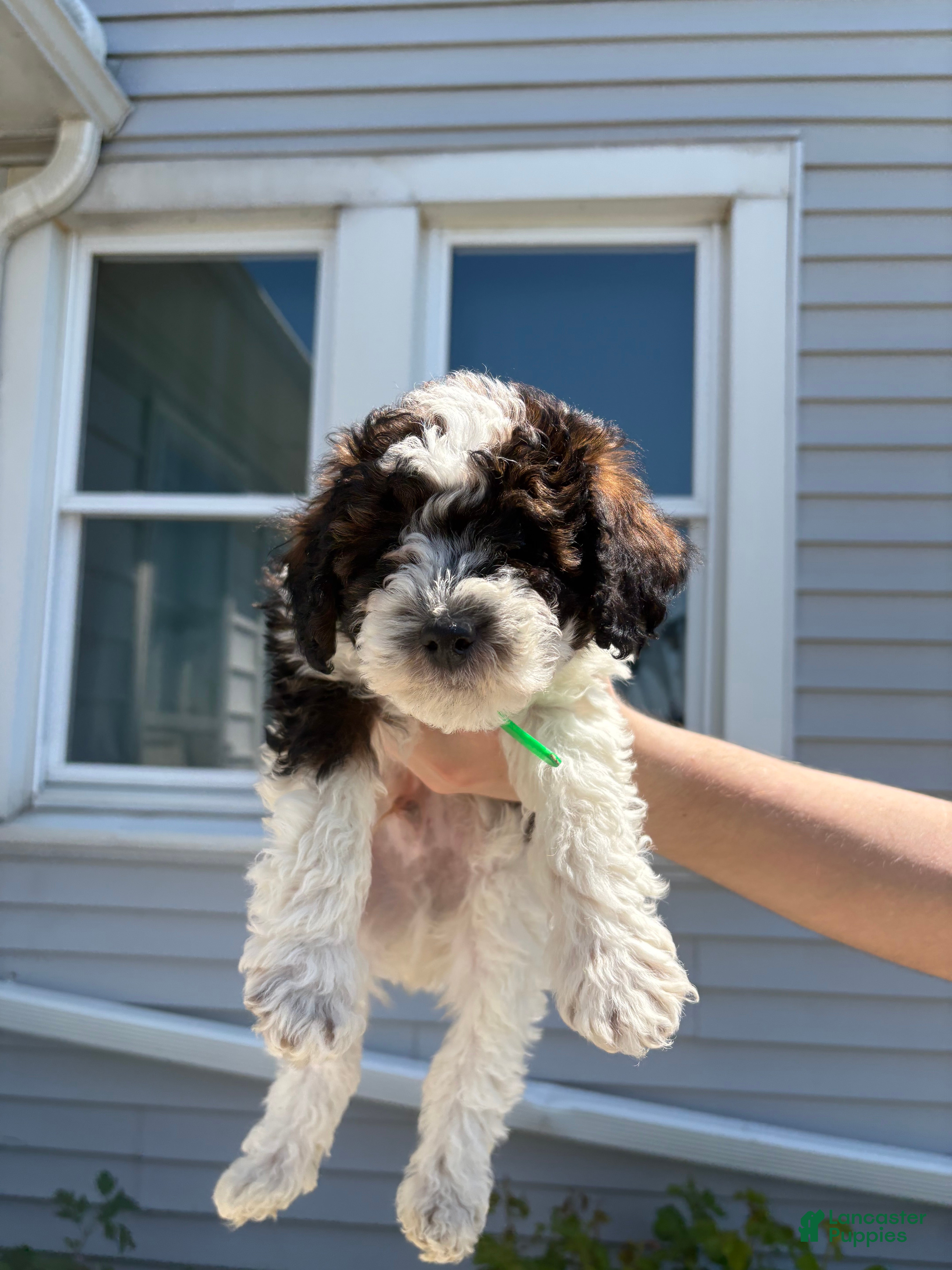 Toy Poodle dogs Bean - Ad 21
