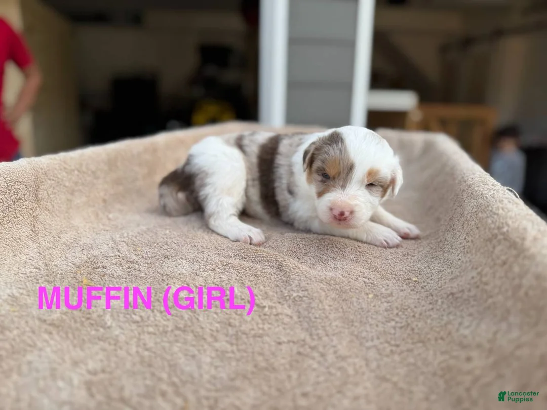 Border Collie dogs for sale: Muffin - Ad 1