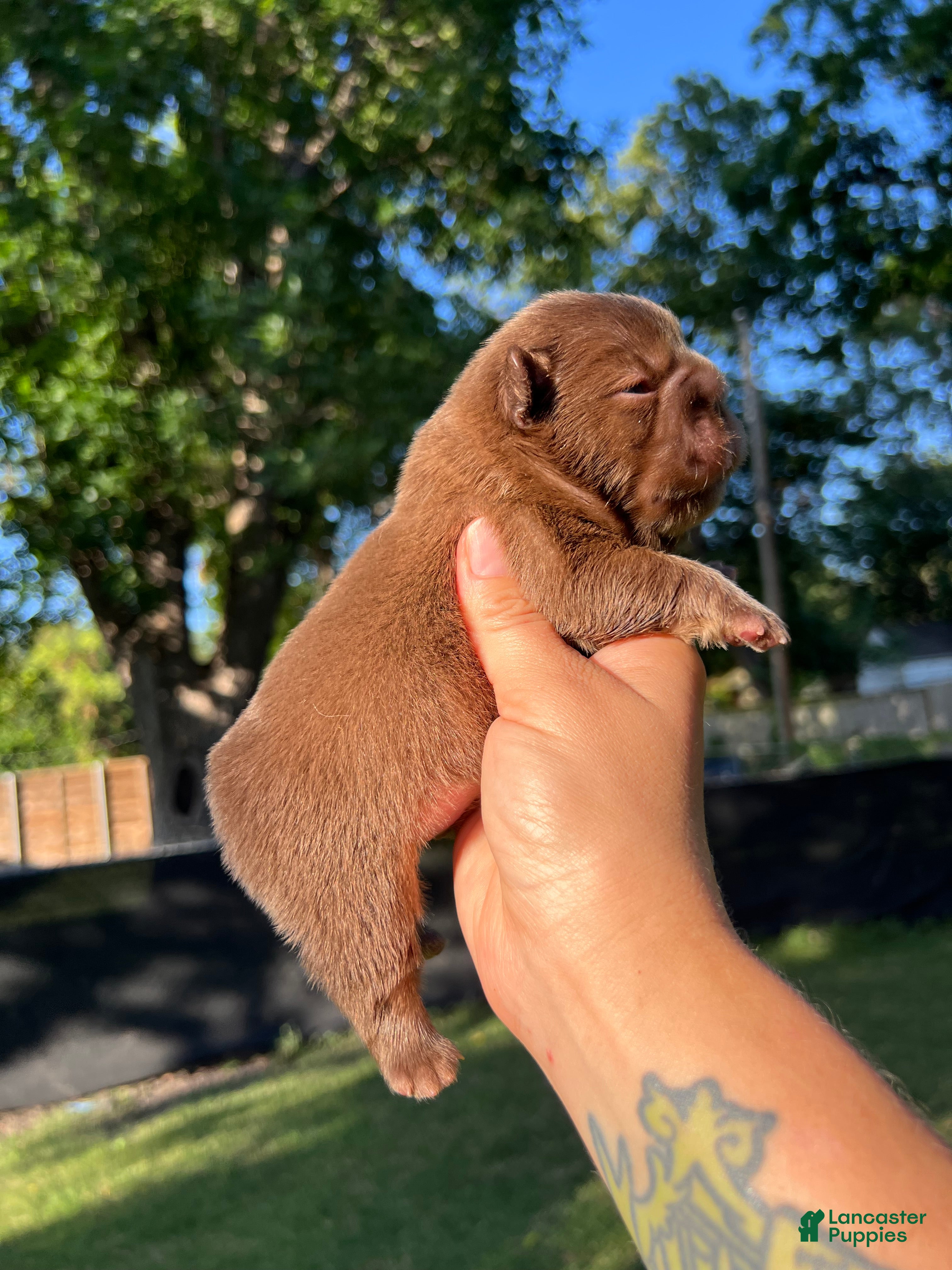 French Bulldog dogs Charzard  - Ad 1