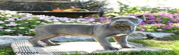 Cane Corso dogs for sale: Titan - Ad 3