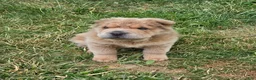 Shar Pei dogs for sale: Roman - Ad 5