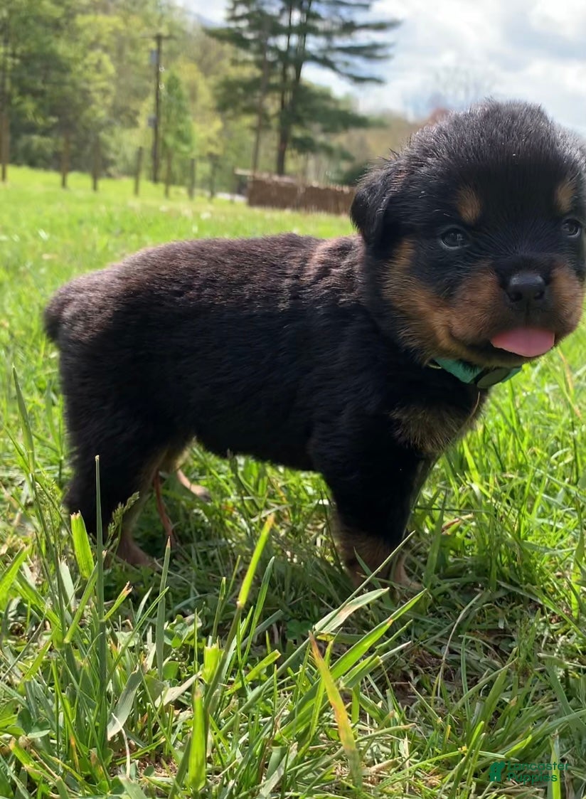 Rottweiler dogs Light blue Female - Ad 3