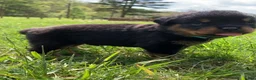 Rottweiler dogs for sale: Light blue Female - Ad 1