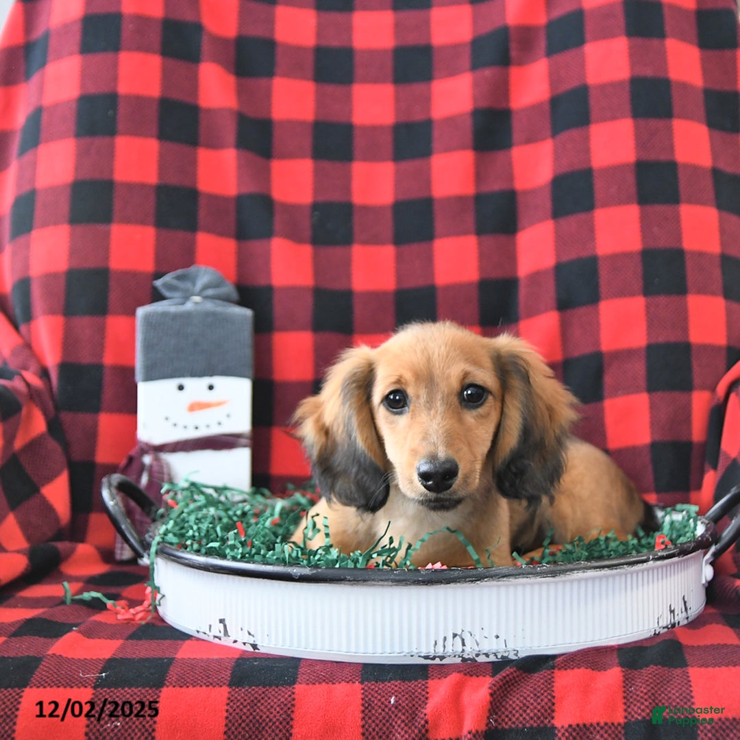 Miniature Dachshund dogs for sale: Chloe - Ad 3