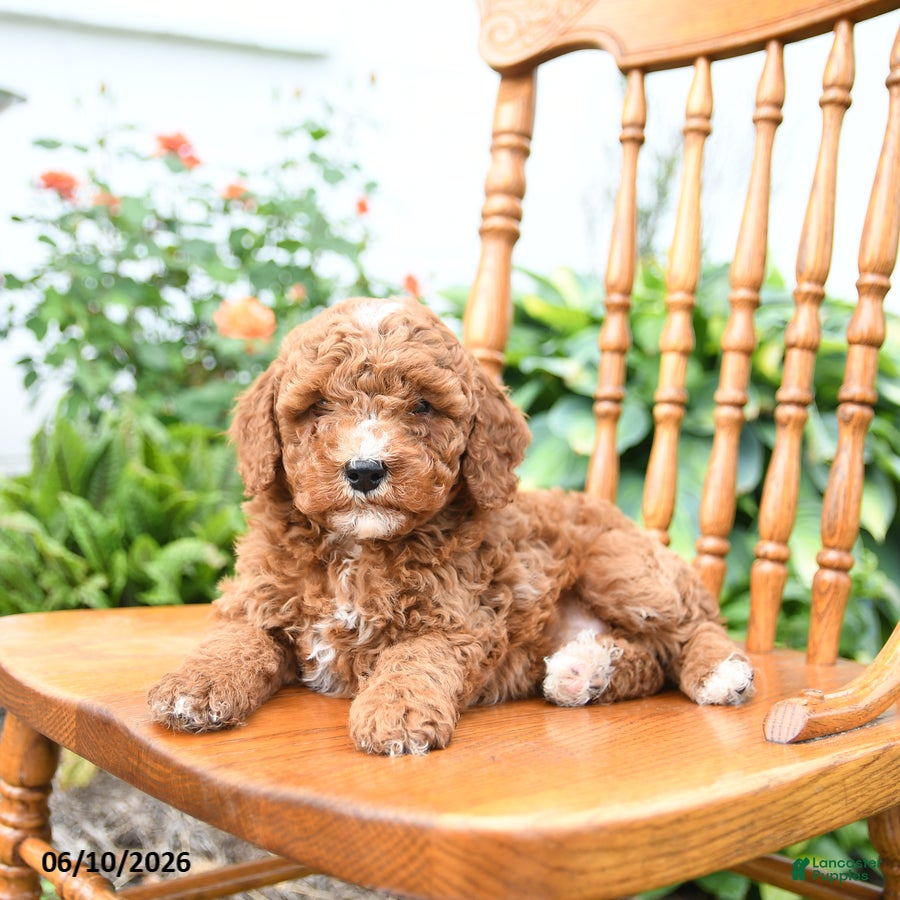 Mini Goldendoodle dogs Eddie - Ad 2