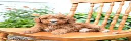 Mini Goldendoodle dogs for sale: Eddie - Ad 2