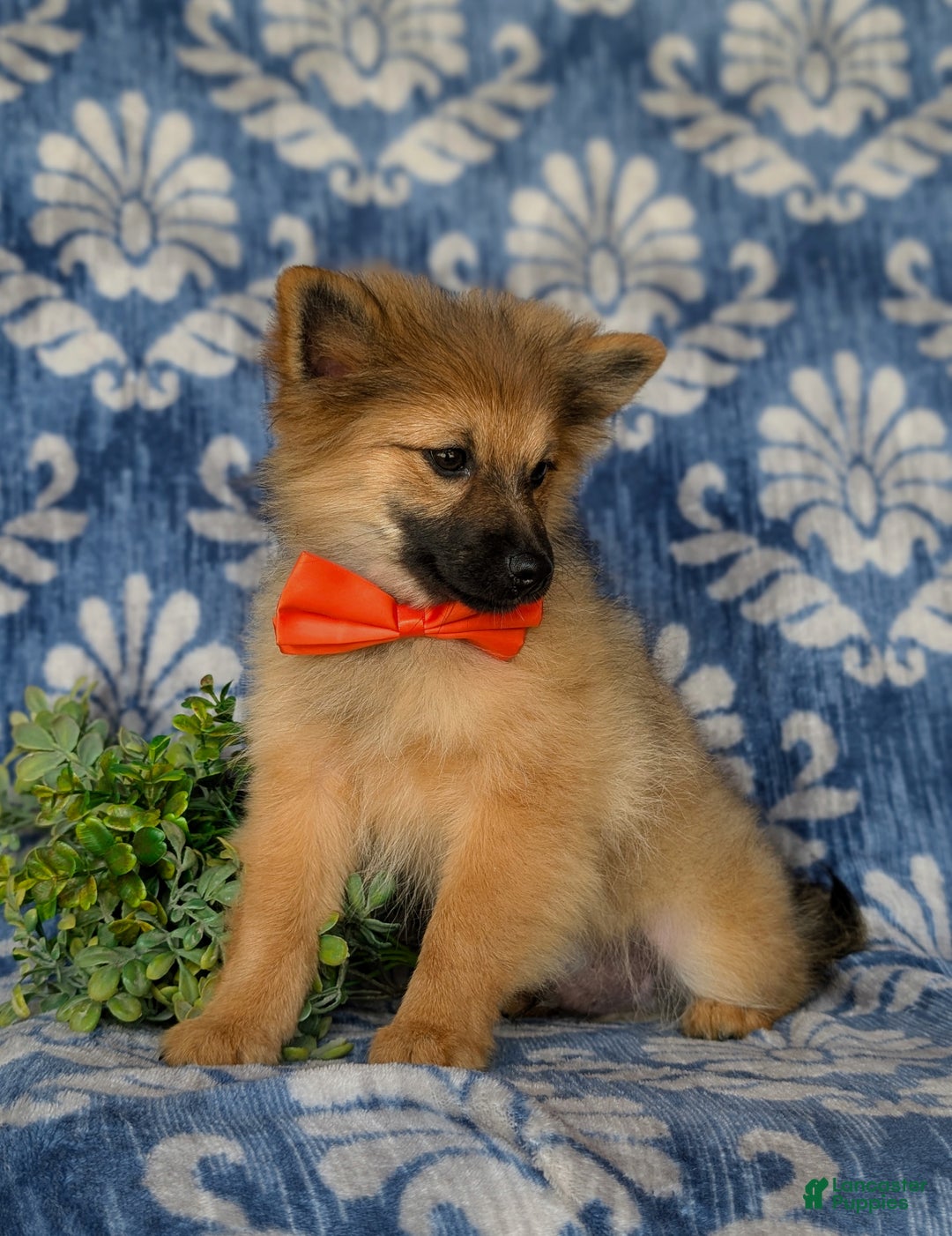 Pomeranian dogs for sale: Kegan - Ad 3