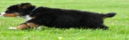 Bernese Mountain Dog dogs for sale: Ronnie - Ad 5