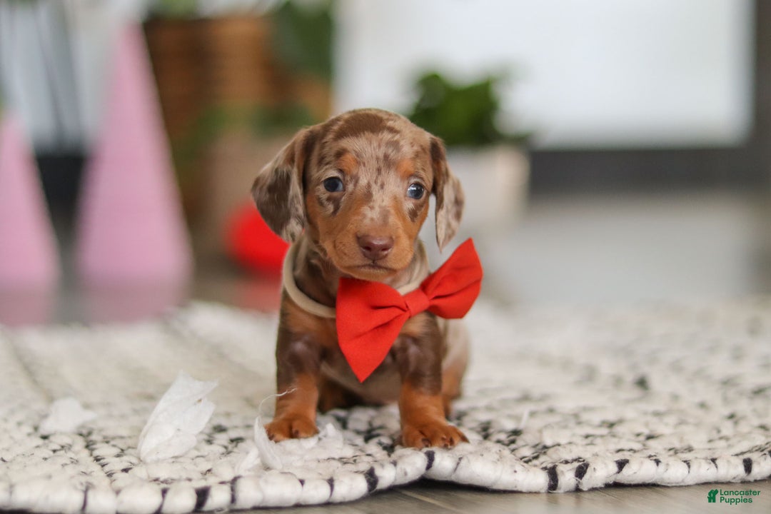 Dachshund dogs for sale: Jackson  - Ad 9