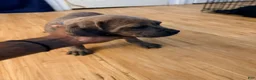 Cane Corso dogs for sale: Cane Corso 2 - Ad 5