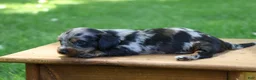 Miniature Dachshund dogs for sale: Mini Dachshund: Kevin - Ad 7
