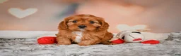 Cavapoo dogs for sale: LUNA - Ad 4