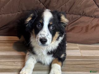 Anatolian Shepherd dogs Australian Shepherd Puppy 2 - Ad 31