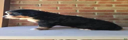 Bernese Mountain Dog dogs for sale: Bernese Mountain Dog 1 - Ad 4