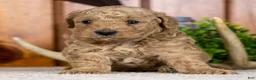 Miniature Poodle dogs for sale: Prince - Ad 2
