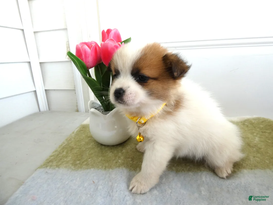 Mixed Breed dogs for sale: Mixed Breed Puppy 1 Queenie - Ad 1