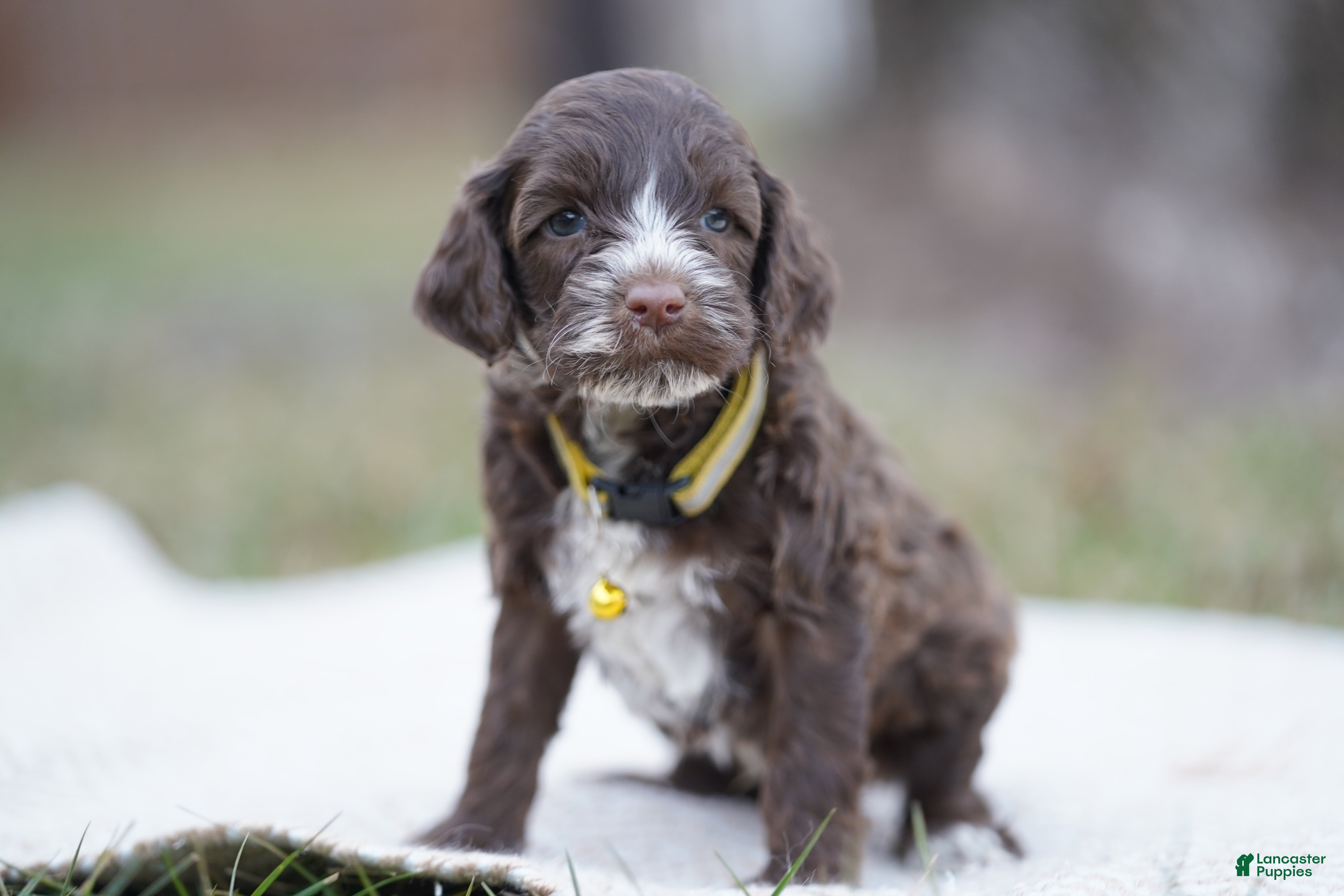 Portuguese Water Dog dogs Dasher - Ad 26