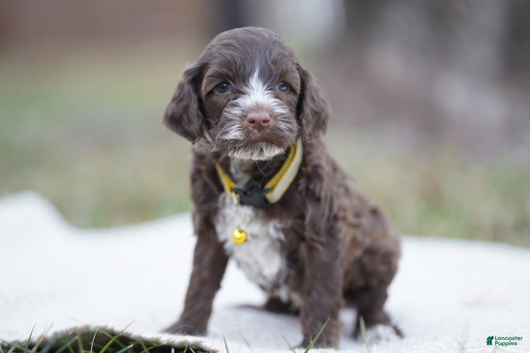 Portuguese Water Dog dogs for sale: Dasher - Ad 1