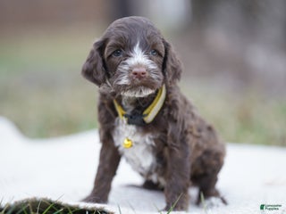 Portuguese Water Dog dogs Dasher - Ad 26