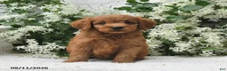 Goldendoodle dogs for sale: Jared - Ad 5