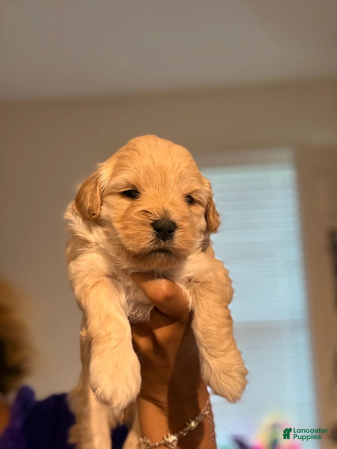 Mixed Breed dogs for sale: Ginger - Ad 1