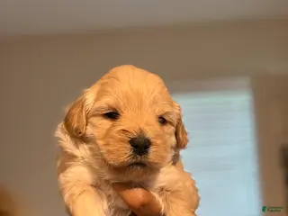 Mixed Breed dogs for sale: Ginger - Ad 3