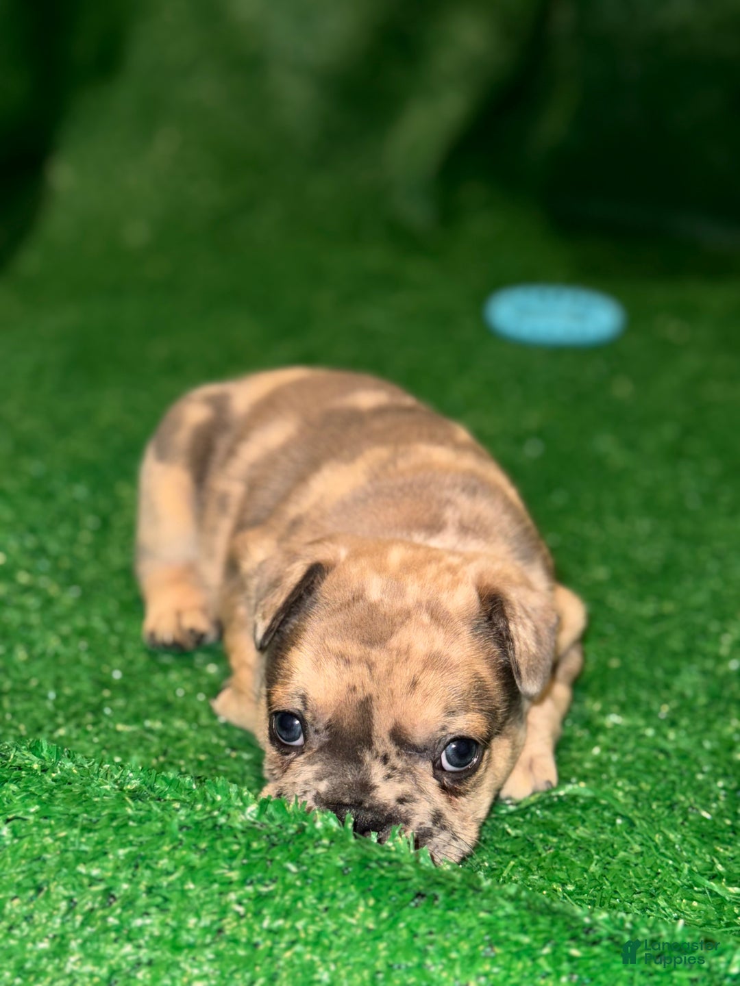 French Bulldog dogs for sale: French Bulldog Puppy 1 - Ad 3