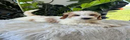 Mini Goldendoodle dogs for sale: Dottie - Ad 4