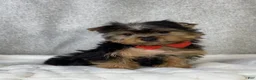 Yorkshire Terrier dogs for sale: Dash - Ad 7