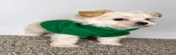 Maltipoo dogs for sale: Theo  - Ad 6