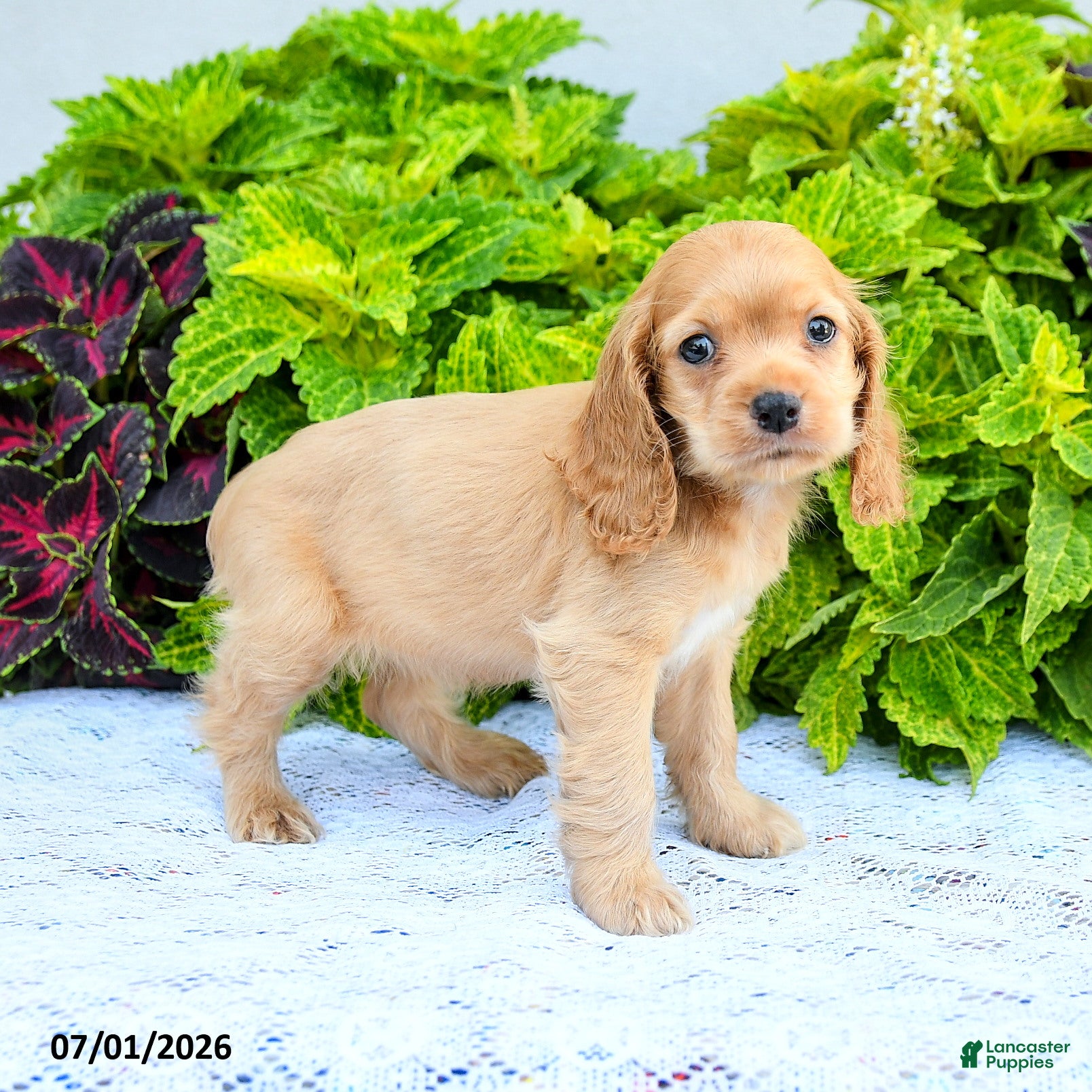 English Cocker Spaniel dogs Dawn - Ad 1