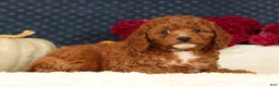 Cavapoo dogs for sale: Shelly - Ad 8