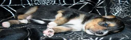 Miniature Australian Shepherd dogs for sale: Miniature Australian Shepherd 2 - Ad 9