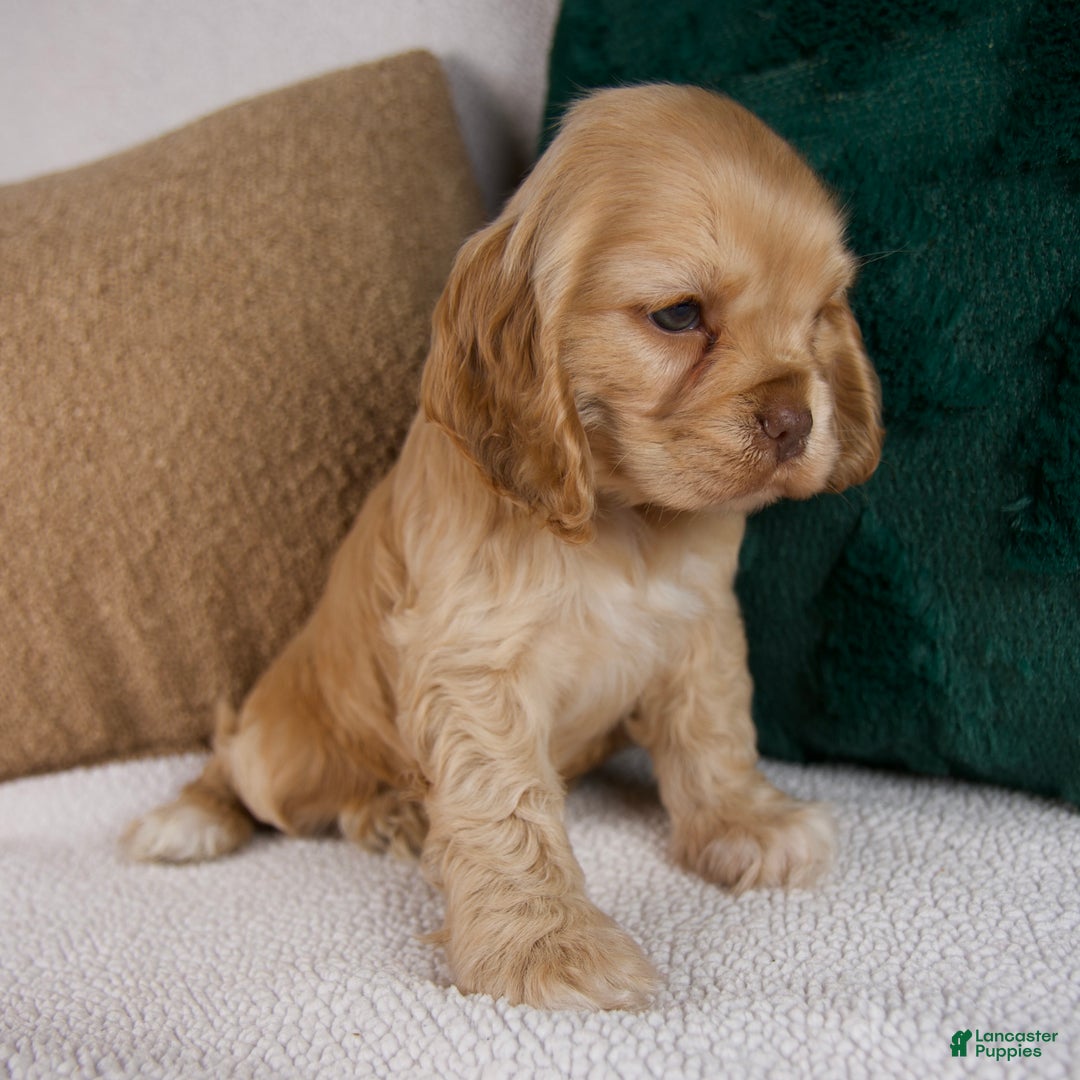 Cocker Spaniel dogs for sale: Ruby - Ad 2