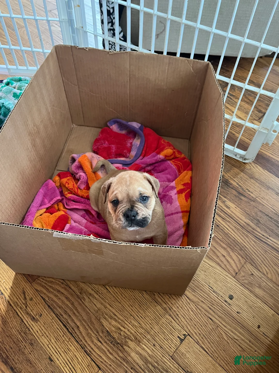 Mixed Breed dogs for sale: Bear  - Ad 1