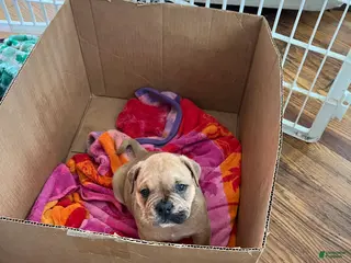 Mixed Breed dogs Bear - Ad 40